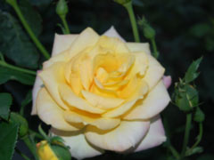 Rosegate rose